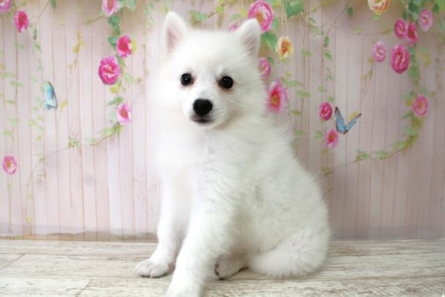 新潟県の日本スピッツ (Coo&RIKU長岡店/2025年10月22日生まれ/女の子/ホワイト)の子犬の2枚目の画像