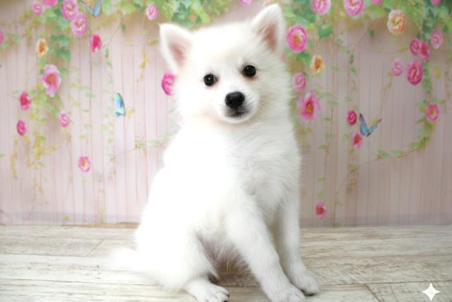 新潟県の日本スピッツ (Coo&RIKU長岡店/2025年10月22日生まれ/女の子/ホワイト)の子犬の3枚目の画像