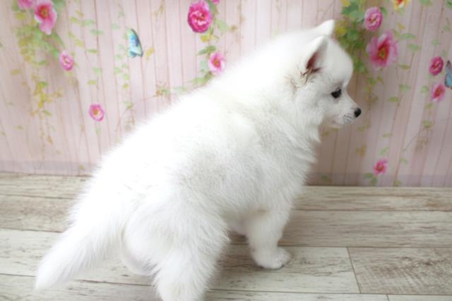 新潟県の日本スピッツ (Coo&RIKU長岡店/2025年10月22日生まれ/女の子/ホワイト)の子犬の4枚目の画像