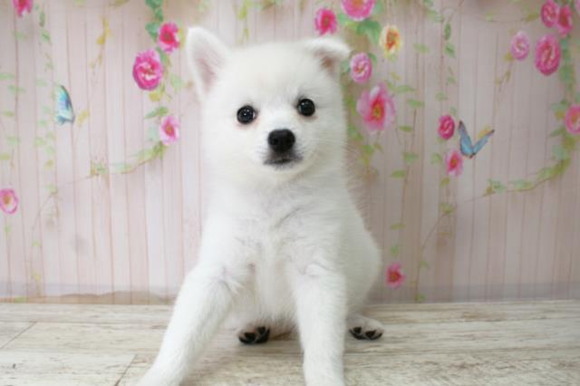 静岡県の日本スピッツ (Coo&RIKU浜松店/2025年10月22日生まれ/女の子/ホワイト)の子犬の1枚目の画像