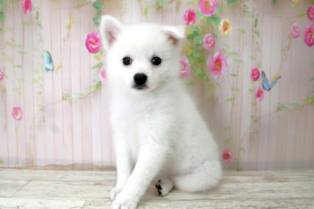 静岡県の日本スピッツ (Coo&RIKU浜松店/2025年10月22日生まれ/女の子/ホワイト)の子犬の2枚目の画像