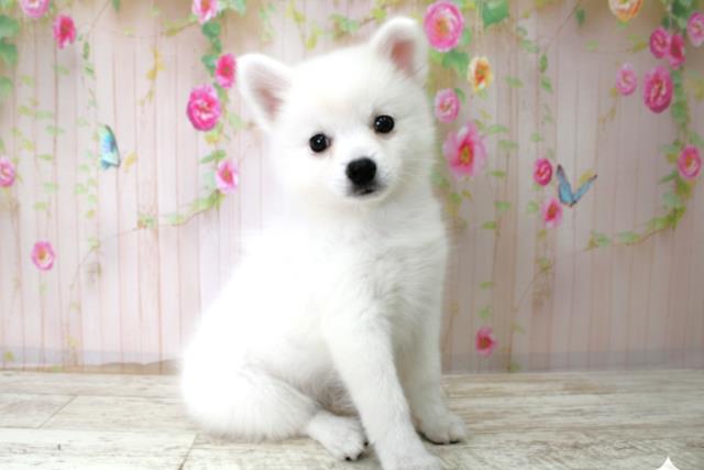 静岡県の日本スピッツ (Coo&RIKU浜松店/2025年10月22日生まれ/女の子/ホワイト)の子犬の3枚目の画像