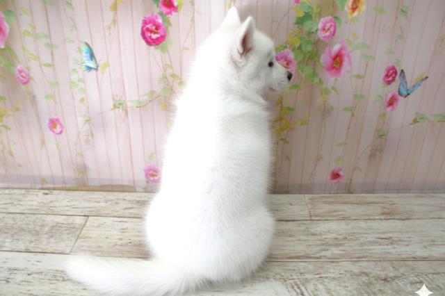 静岡県の日本スピッツ (Coo&RIKU浜松店/2025年10月22日生まれ/女の子/ホワイト)の子犬の4枚目の画像