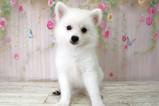 栃木県の日本スピッツ (Coo&RIKU宇都宮店/2025年10月22日生まれ/女の子/ホワイト)の子犬の1枚目の画像