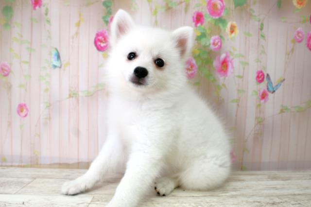 栃木県の日本スピッツ (Coo&RIKU宇都宮店/2025年10月22日生まれ/女の子/ホワイト)の子犬の2枚目の画像