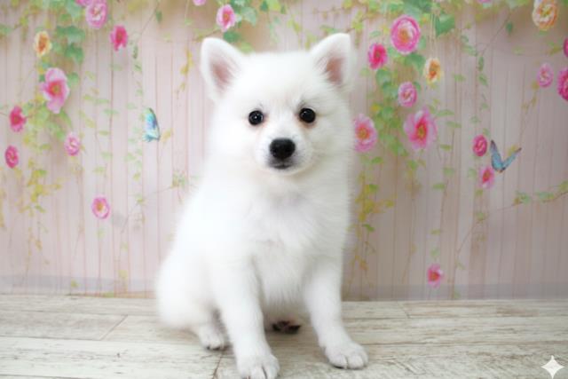 栃木県の日本スピッツ (Coo&RIKU宇都宮店/2025年10月22日生まれ/女の子/ホワイト)の子犬の3枚目の画像