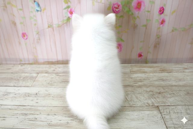 栃木県の日本スピッツ (Coo&RIKU宇都宮店/2025年10月22日生まれ/女の子/ホワイト)の子犬の4枚目の画像