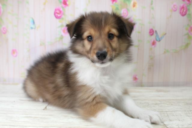 北海道のシェットランドシープドッグ (Coo&RIKU札幌東店/2025年10月21日生まれ/男の子/セーブルホワイト)の子犬の3枚目の画像