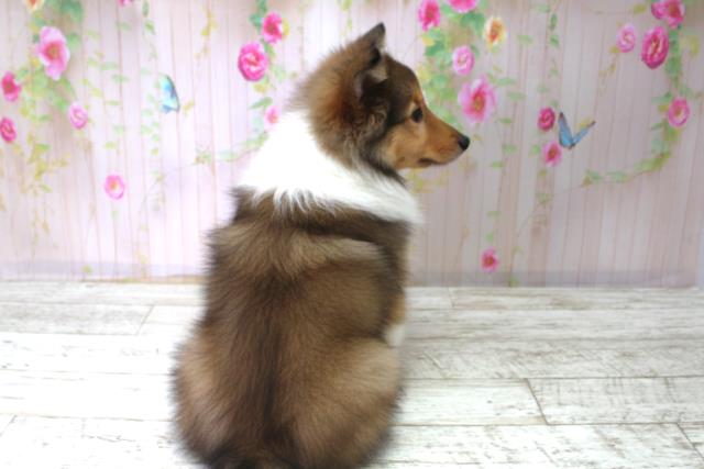 北海道のシェットランドシープドッグ (Coo&RIKU札幌東店/2025年10月21日生まれ/男の子/セーブルホワイト)の子犬の4枚目の画像