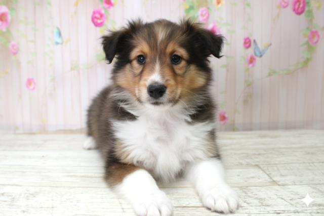 北海道のシェットランドシープドッグ (Coo&RIKU函館店/2025年10月21日生まれ/女の子/セーブルホワイト)の子犬の1枚目の画像