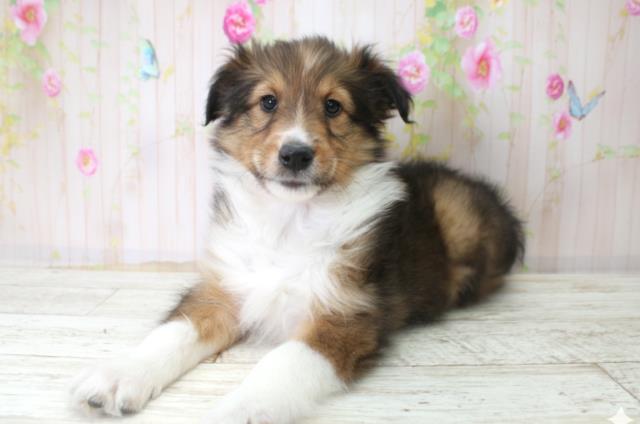 北海道のシェットランドシープドッグ (Coo&RIKU函館店/2025年10月21日生まれ/女の子/セーブルホワイト)の子犬の2枚目の画像