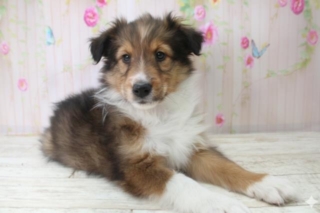 北海道のシェットランドシープドッグ (Coo&RIKU函館店/2025年10月21日生まれ/女の子/セーブルホワイト)の子犬の3枚目の画像