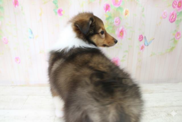 北海道のシェットランドシープドッグ (Coo&RIKU函館店/2025年10月21日生まれ/女の子/セーブルホワイト)の子犬の4枚目の画像