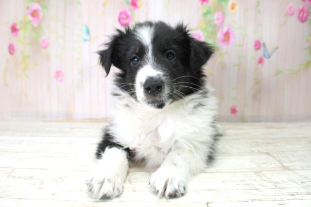 神奈川県のシェットランドシープドッグ (Coo&RIKU相模原店/2025年10月21日生まれ/女の子/セーブルホワイト)の子犬の1枚目の画像