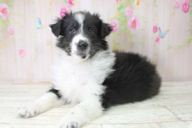 神奈川県のシェットランドシープドッグ (Coo&RIKU相模原店/2025年10月21日生まれ/女の子/セーブルホワイト)の子犬の2枚目の画像