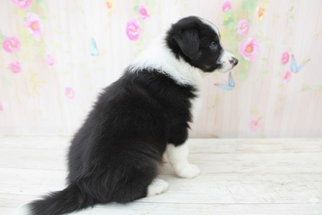 神奈川県のシェットランドシープドッグ (Coo&RIKU相模原店/2025年10月21日生まれ/女の子/セーブルホワイト)の子犬の4枚目の画像