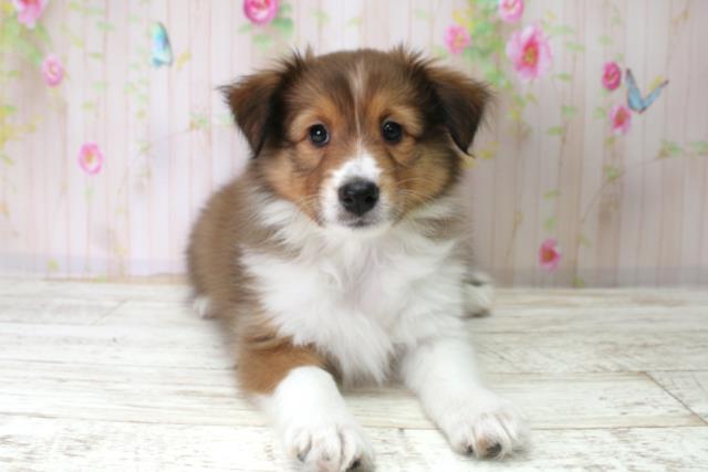 神奈川県のシェットランドシープドッグ (Coo&RIKU横浜旭店/2025年10月21日生まれ/女の子/セーブルホワイト)の子犬の1枚目の画像