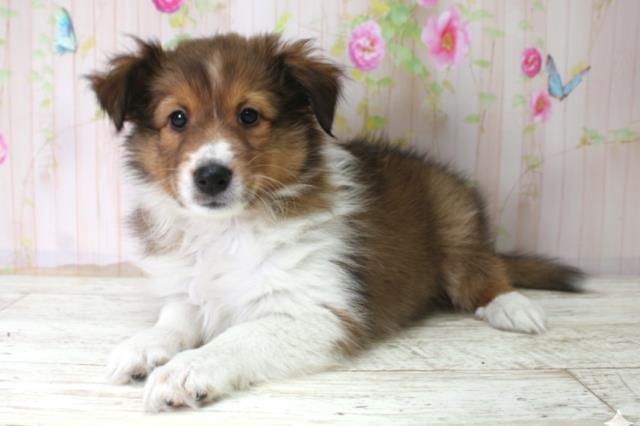 神奈川県のシェットランドシープドッグ (Coo&RIKU横浜旭店/2025年10月21日生まれ/女の子/セーブルホワイト)の子犬の2枚目の画像