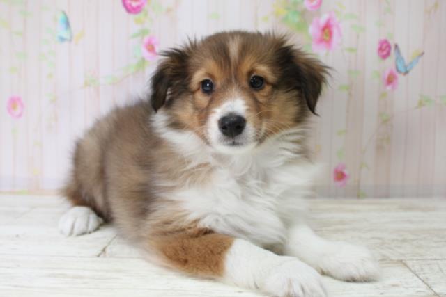 神奈川県のシェットランドシープドッグ (Coo&RIKU横浜旭店/2025年10月21日生まれ/女の子/セーブルホワイト)の子犬の3枚目の画像