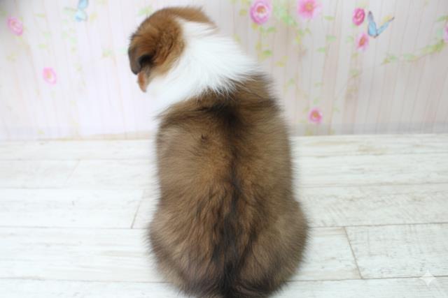 神奈川県のシェットランドシープドッグ (Coo&RIKU横浜旭店/2025年10月21日生まれ/女の子/セーブルホワイト)の子犬の4枚目の画像