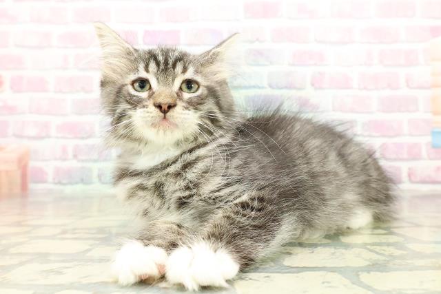 東京都のノルウェージャンフォレストキャット (Coo&RIKU東久留米店/2025年10月5日生まれ/男の子/シルバータビーホワイト)の子猫の2枚目の画像