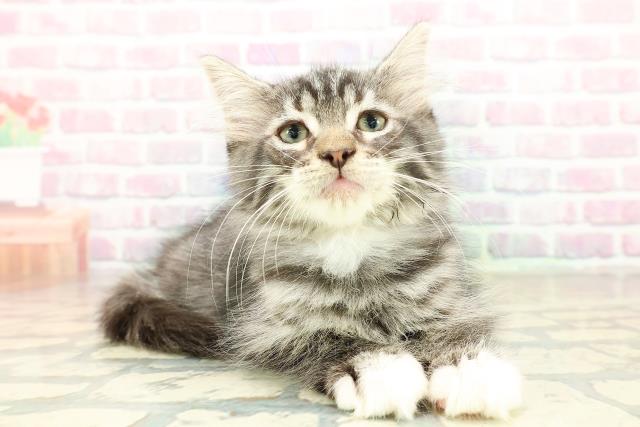 東京都のノルウェージャンフォレストキャット (Coo&RIKU東久留米店/2025年10月5日生まれ/男の子/シルバータビーホワイト)の子猫の3枚目の画像