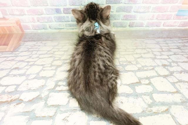 東京都のノルウェージャンフォレストキャット (Coo&RIKU東久留米店/2025年10月5日生まれ/男の子/シルバータビーホワイト)の子猫の4枚目の画像