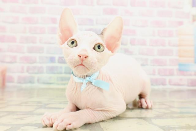 東京都のスフィンクス (Coo&RIKU浅草店/2025年10月25日生まれ/男の子/ブルーホワイト)の子猫の2枚目の画像