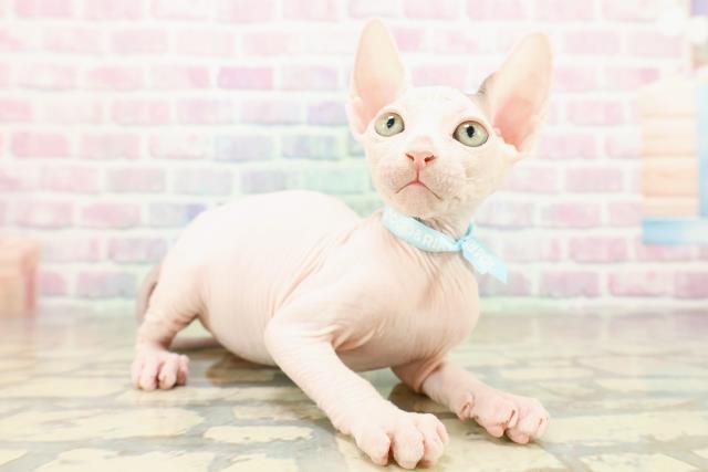 東京都のスフィンクス (Coo&RIKU浅草店/2025年10月25日生まれ/男の子/ブルーホワイト)の子猫の3枚目の画像