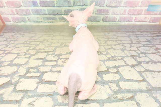 東京都のスフィンクス (Coo&RIKU浅草店/2025年10月25日生まれ/男の子/ブルーホワイト)の子猫の4枚目の画像