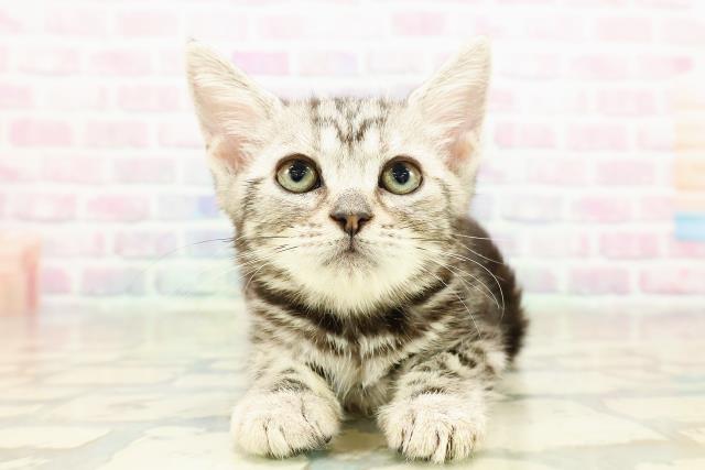 神奈川県のアメリカンショートヘアー (Coo&RIKU横浜青葉店/2025年10月2日生まれ/女の子/シルバークラシックタビー)の子猫の1枚目の画像