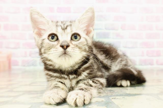 神奈川県のアメリカンショートヘアー (Coo&RIKU横浜青葉店/2025年10月2日生まれ/女の子/シルバークラシックタビー)の子猫の2枚目の画像
