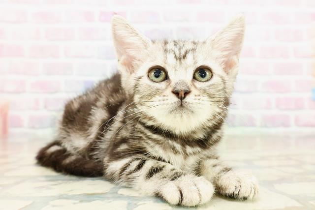 神奈川県のアメリカンショートヘアー (Coo&RIKU横浜青葉店/2025年10月2日生まれ/女の子/シルバークラシックタビー)の子猫の3枚目の画像