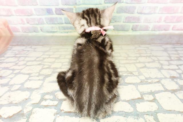 神奈川県のアメリカンショートヘアー (Coo&RIKU横浜青葉店/2025年10月2日生まれ/女の子/シルバークラシックタビー)の子猫の4枚目の画像