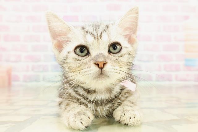 神奈川県のアメリカンショートヘアー (Coo&RIKU長津田店/2025年10月2日生まれ/女の子/シルバークラシックタビー)の子猫の1枚目の画像