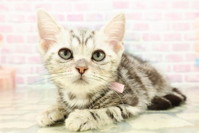 神奈川県のアメリカンショートヘアー (Coo&RIKU長津田店/2025年10月2日生まれ/女の子/シルバークラシックタビー)の子猫の2枚目の画像
