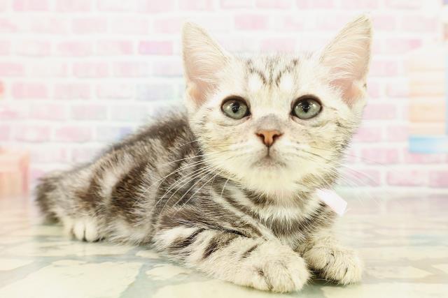神奈川県のアメリカンショートヘアー (Coo&RIKU長津田店/2025年10月2日生まれ/女の子/シルバークラシックタビー)の子猫の3枚目の画像