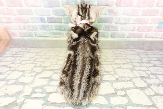 神奈川県のアメリカンショートヘアー (Coo&RIKU長津田店/2025年10月2日生まれ/女の子/シルバークラシックタビー)の子猫の4枚目の画像