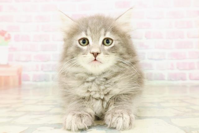 東京都のノルウェージャンフォレストキャット (Coo&RIKU池袋西口店/2025年10月24日生まれ/男の子/ブルータビー)の子猫の1枚目の画像