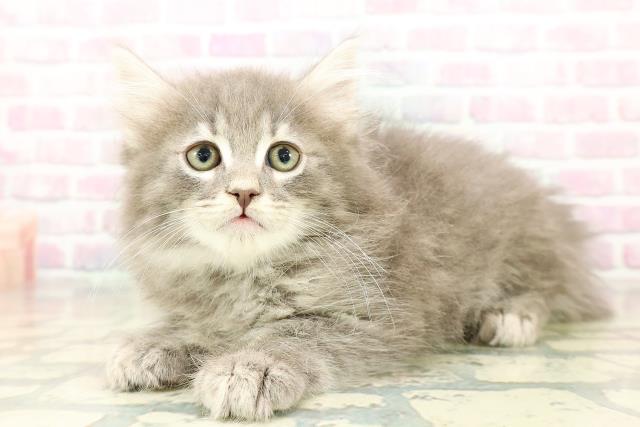 東京都のノルウェージャンフォレストキャット (Coo&RIKU池袋西口店/2025年10月24日生まれ/男の子/ブルータビー)の子猫の2枚目の画像