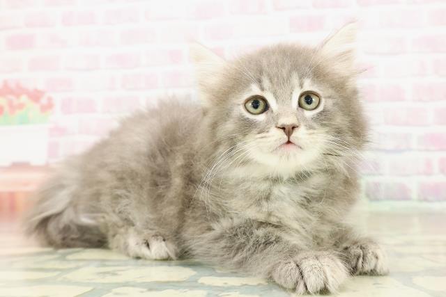 東京都のノルウェージャンフォレストキャット (Coo&RIKU池袋西口店/2025年10月24日生まれ/男の子/ブルータビー)の子猫の3枚目の画像