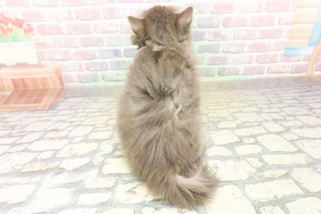 東京都のノルウェージャンフォレストキャット (Coo&RIKU池袋西口店/2025年10月24日生まれ/男の子/ブルータビー)の子猫の4枚目の画像