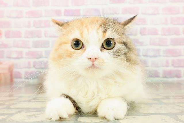 青森県のラガマフィン (Coo&RIKU弘前店/2025年8月23日生まれ/女の子/キャリコ)の子猫の1枚目の画像