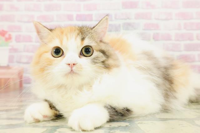 青森県のラガマフィン (Coo&RIKU弘前店/2025年8月23日生まれ/女の子/キャリコ)の子猫の2枚目の画像