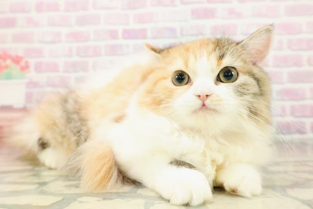 青森県のラガマフィン (Coo&RIKU弘前店/2025年8月23日生まれ/女の子/キャリコ)の子猫の3枚目の画像