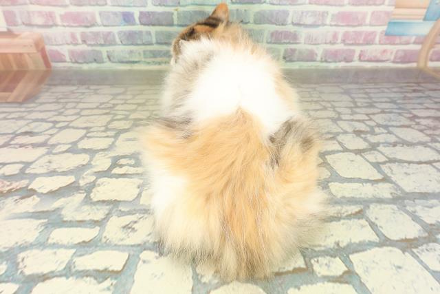 青森県のラガマフィン (Coo&RIKU弘前店/2025年8月23日生まれ/女の子/キャリコ)の子猫の4枚目の画像