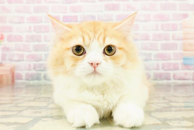 北海道のラガマフィン (Coo&RIKU室蘭店/2025年8月10日生まれ/男の子/レッドタビーホワイト)の子猫の1枚目の画像