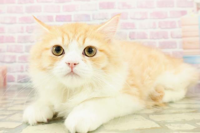 北海道のラガマフィン (Coo&RIKU室蘭店/2025年8月10日生まれ/男の子/レッドタビーホワイト)の子猫の2枚目の画像