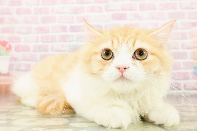 北海道のラガマフィン (Coo&RIKU室蘭店/2025年8月10日生まれ/男の子/レッドタビーホワイト)の子猫の3枚目の画像