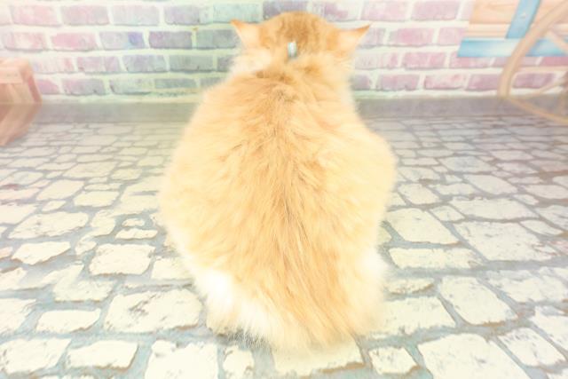 北海道のラガマフィン (Coo&RIKU室蘭店/2025年8月10日生まれ/男の子/レッドタビーホワイト)の子猫の4枚目の画像